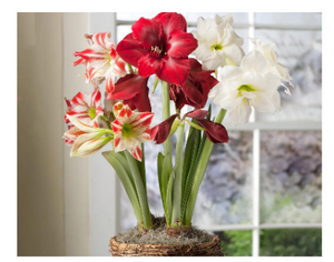 Pre-Order TRIPLE AMARYLLIS BULB